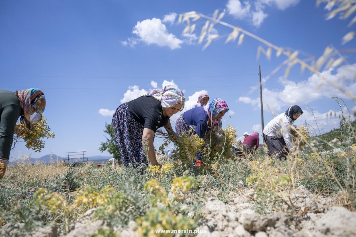 Gulnarli-Ureticilerden-Turkulerle-Senlik-Havasinda-Nohut-Hasadi