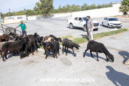 Mersin Büyükşehir’den Türkiye’ye Örnek Proje