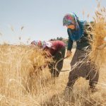 Toplumların Kalkınmasını Sağlayan Kahramanlar: Kadın Çiftçiler