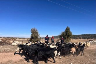 Kaybolan Küçükbaş Hayvanları Jandarma Buldu