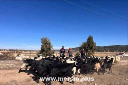 Kaybolan Küçükbaş Hayvanları Jandarma Buldu