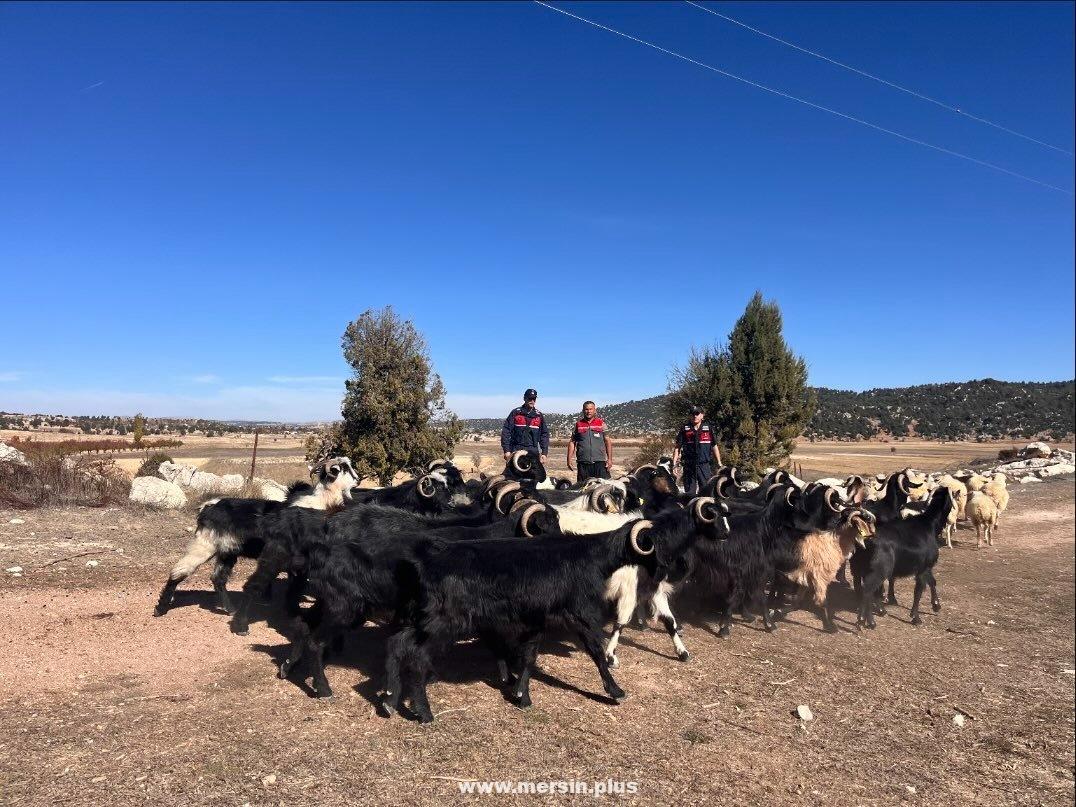 Kaybolan Küçükbaş Hayvanları Jandarma Buldu