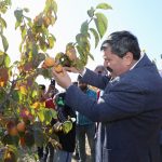 Toroslar'In Belediye Başkanı Yıldız, Cennet Meyvesi Hasadında Bulundu