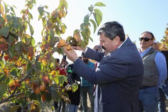 Toroslar'In Belediye Başkanı Yıldız, Cennet Meyvesi Hasadında Bulundu