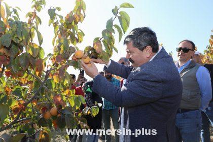 Toroslar'In Belediye Başkanı Yıldız, Cennet Meyvesi Hasadında Bulundu