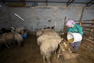 Büyükşehir Belediyesi, Hayvancılıkta Genç Girişimcileri Destekliyor